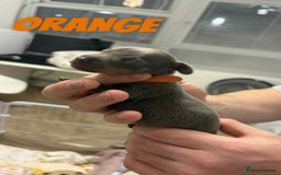 Dachshund dogs for sale: Dachshunds puppies  - Image 23