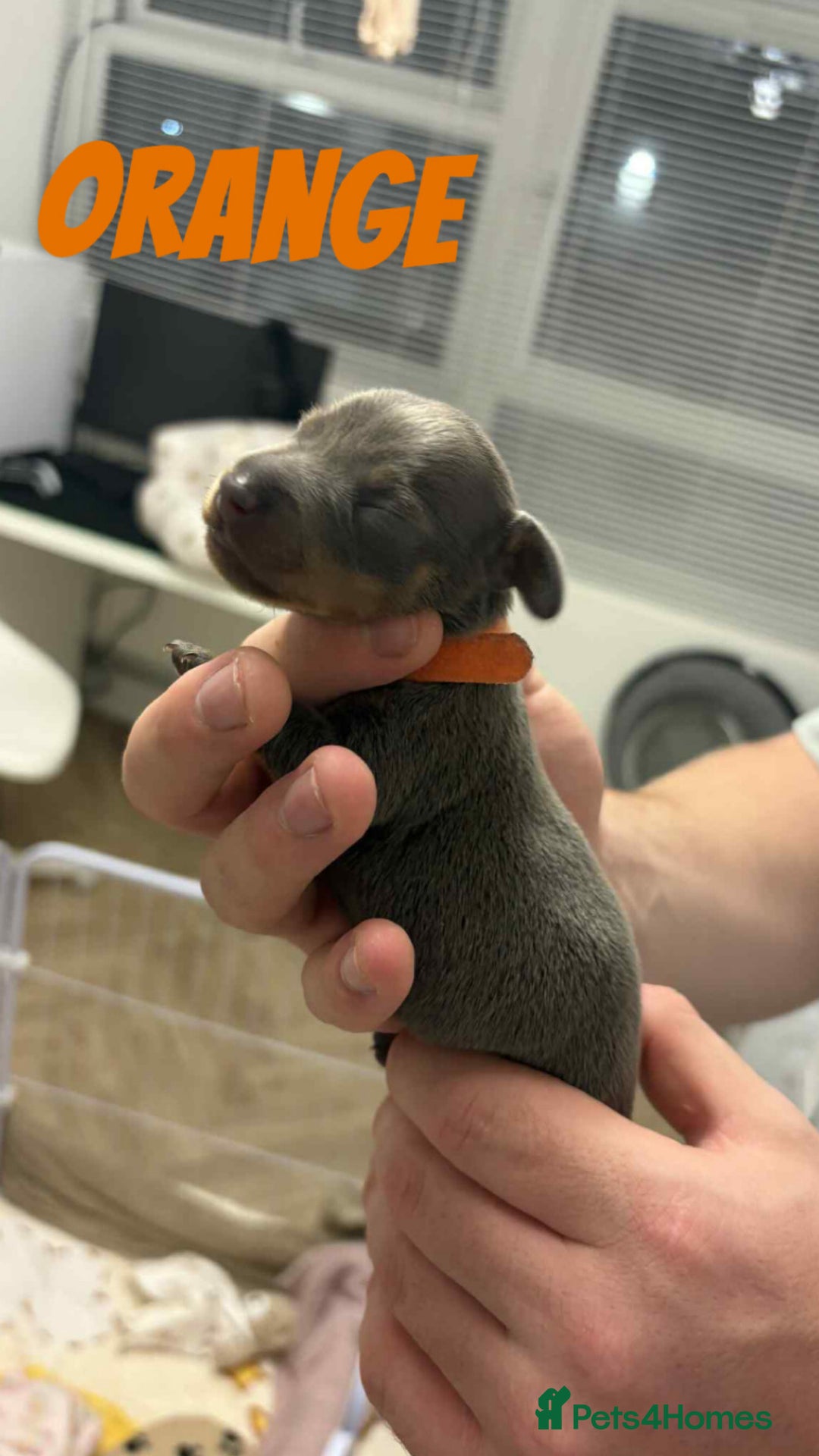 Dachshund dogs for sale: Dachshunds puppies  - Image 23