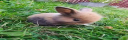 Mixed Breed rabbits for sale: Beautiful Lionhead Dwarf Baby Rabbits - Advert 7
