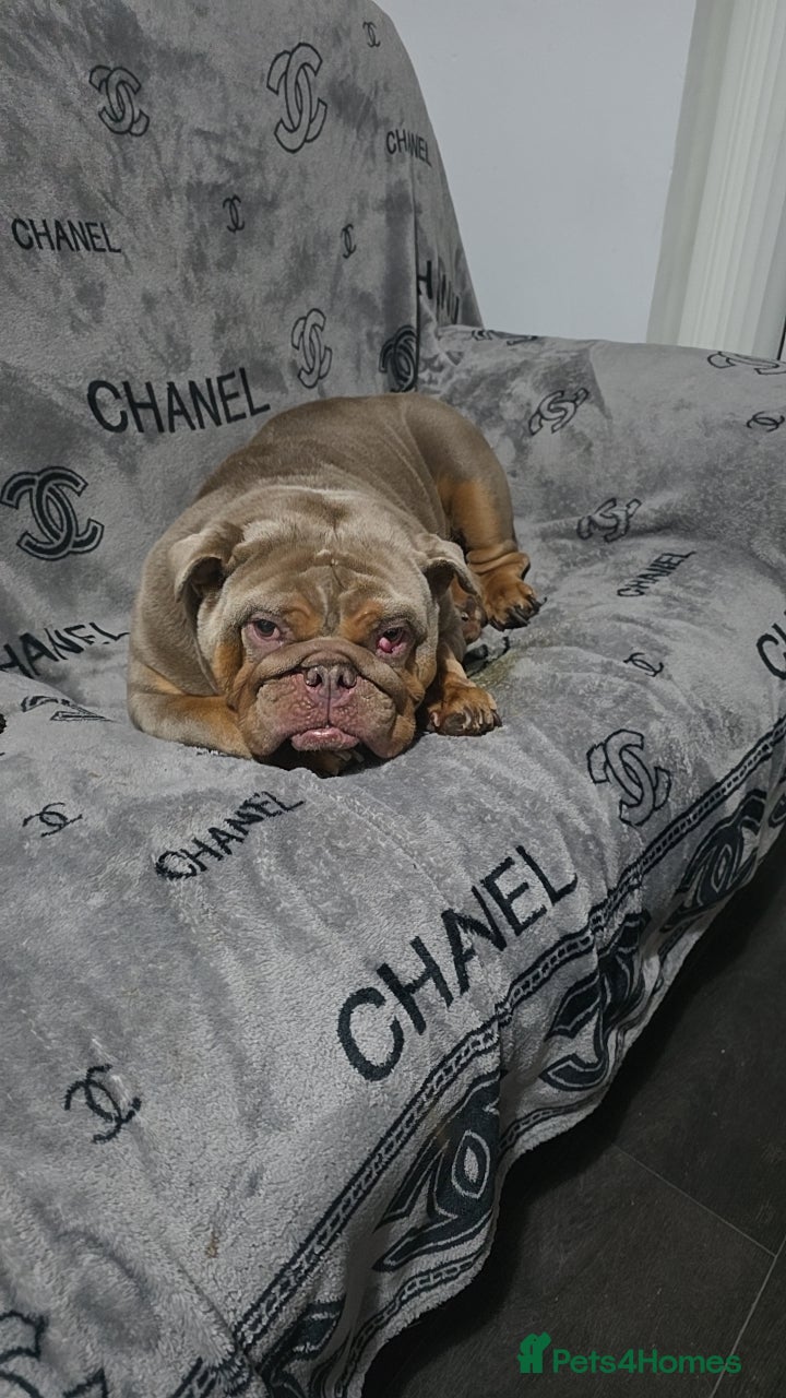 English Bulldog dogs British bulldog girl  - Advert 2