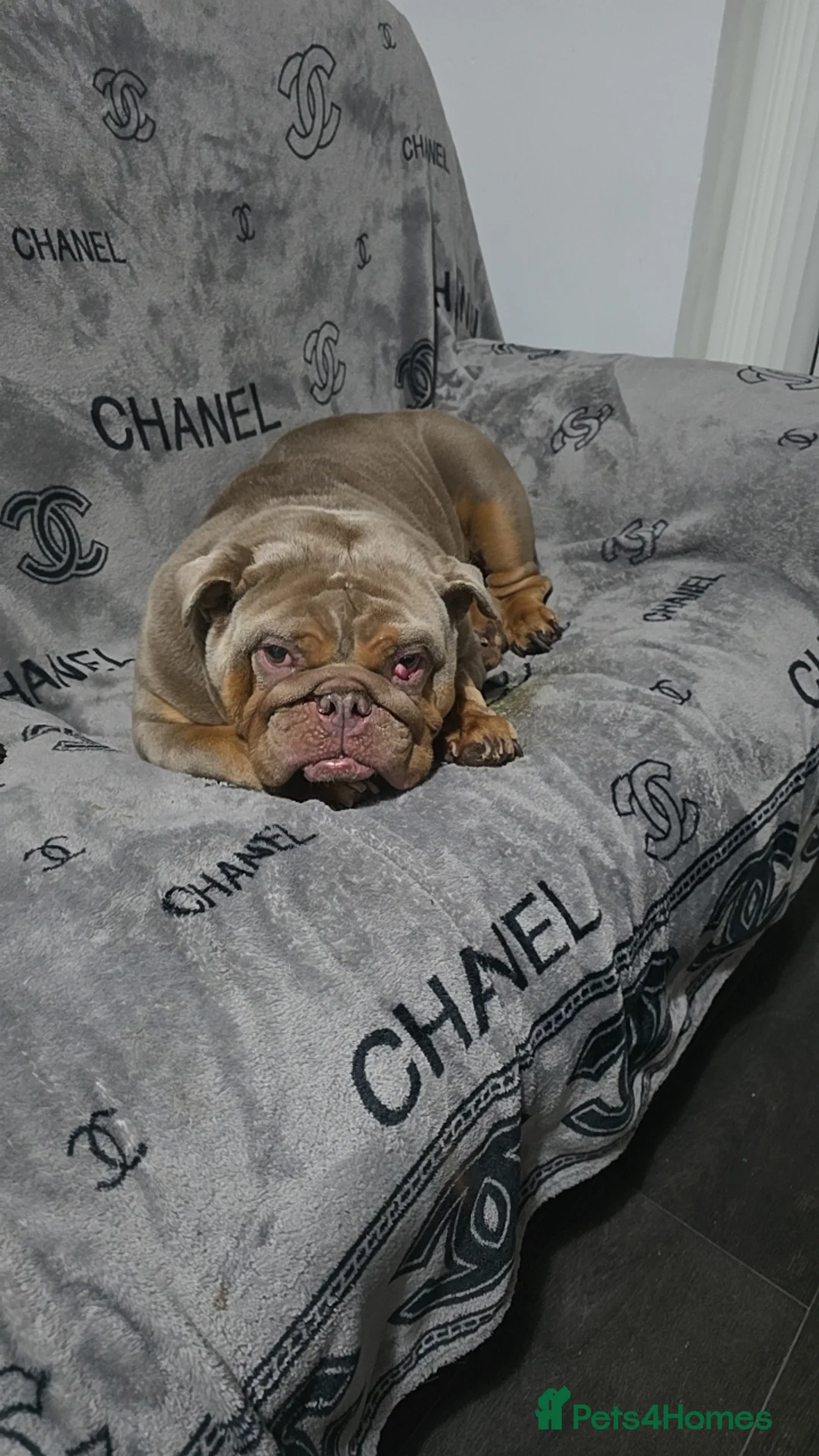 English Bulldog dogs for sale: British bulldog girl  - Advert 1