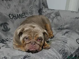 English Bulldog dogs British bulldog girl - Advert 1