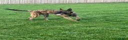 Belgian Shepherd Dog dogs for stud: Bruce the stud dog  - Advert 3
