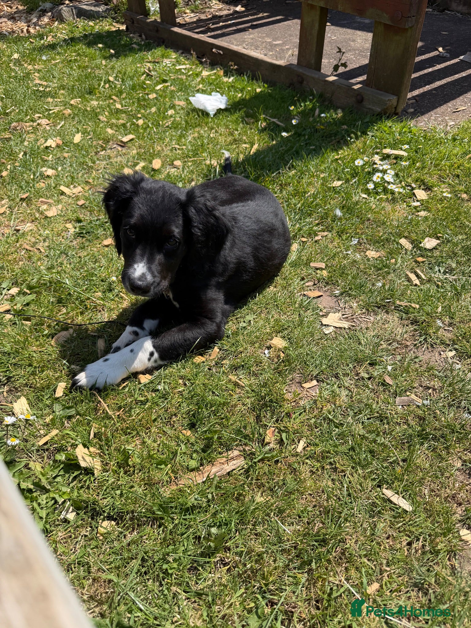 Mixed Breed dogs Male pup for reluctant sale. - Advert 6