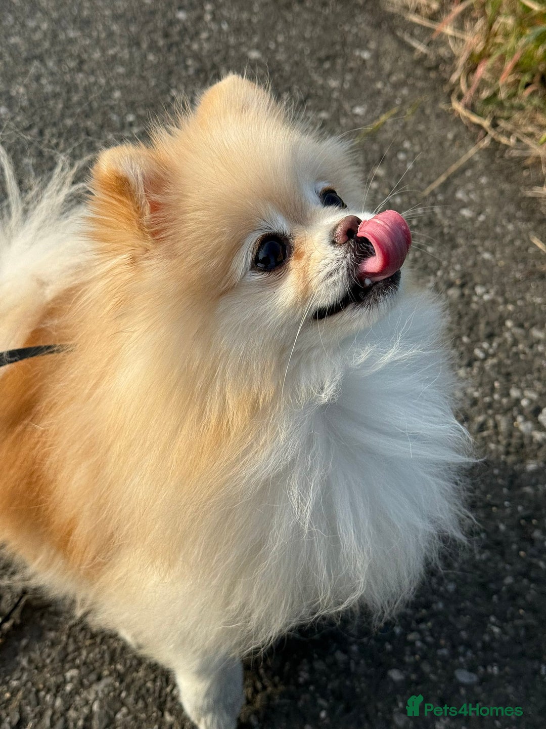 Pomeranian dogs for sale: Gorgeous mini Pom girl - Advert 8
