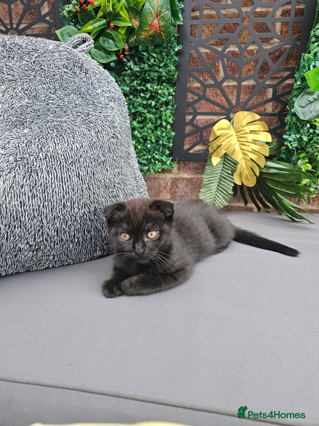 Mixed Breed cats for sale: Scottish Fold Kittens!Rare 🍫chocolate colour🐱 - Image 9