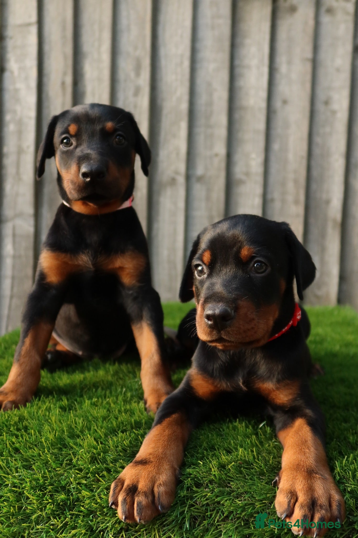 Dobermann dogs Quality European Dobermann Puppies - 2 Remaining - Advert 2