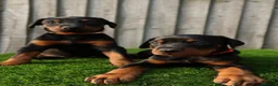 Dobermann dogs for sale: Quality European Dobermann Puppies - 2 Remaining - Advert 2