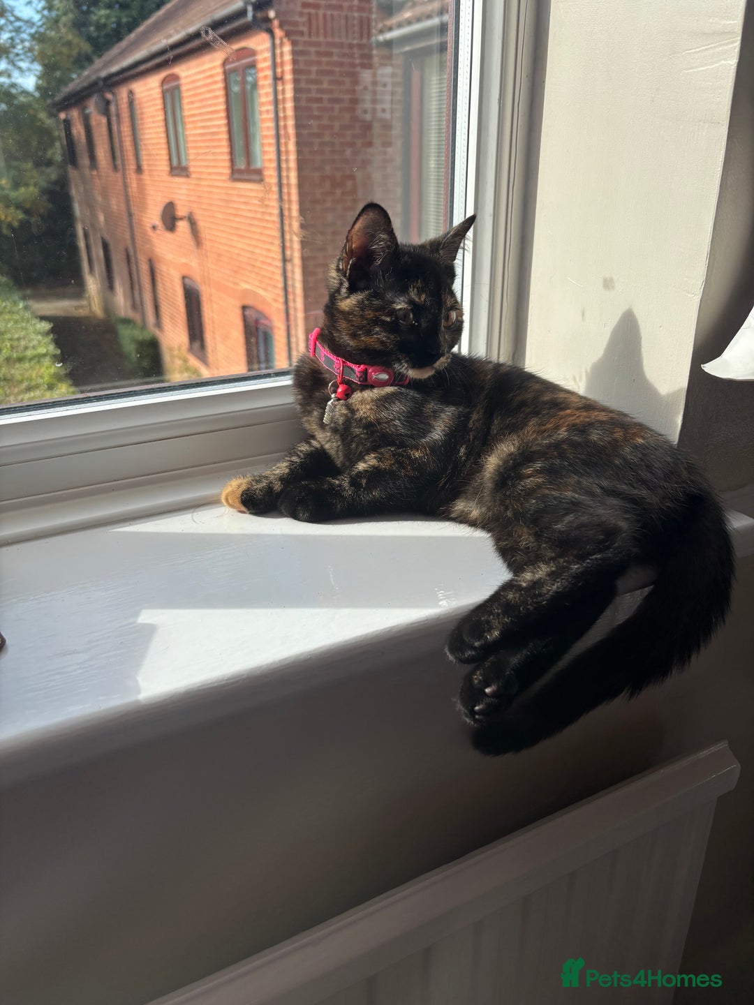 Domestic Shorthair cats for sale: Domestic shorthair  - Image 4