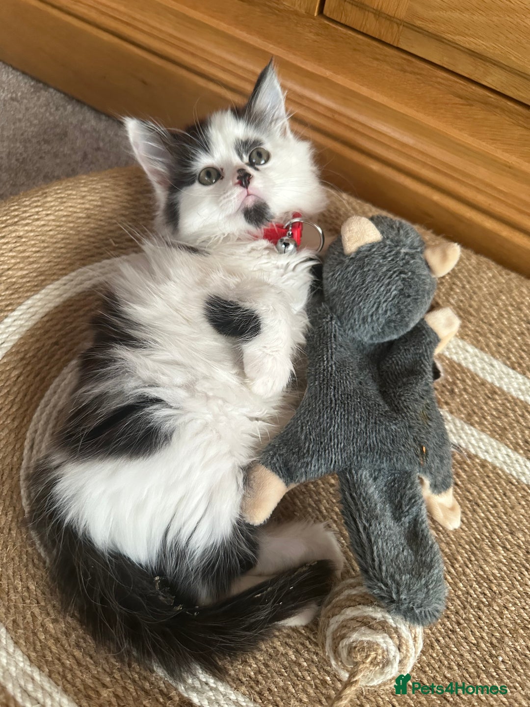 Mixed Breed cats for sale: Long hair male kitten  - Image 11