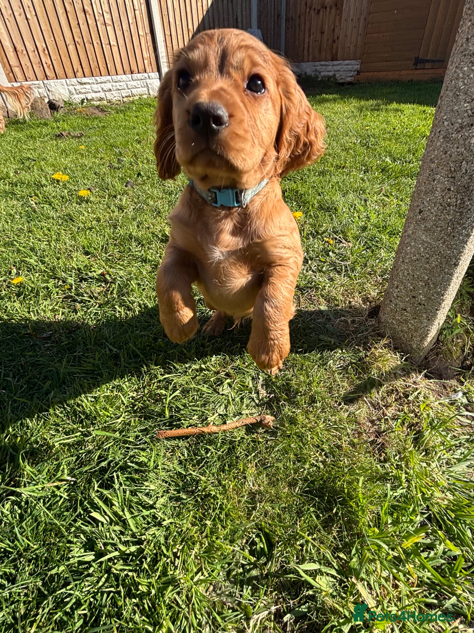 Cocker Spaniel dogs *READY NOW* 2 Boys KC Reg Working Cocker Spaniels  - Advert 1