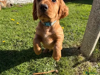 Cocker Spaniel dogs *READY NOW* 2 Boys KC Reg Working Cocker Spaniels - Advert 1