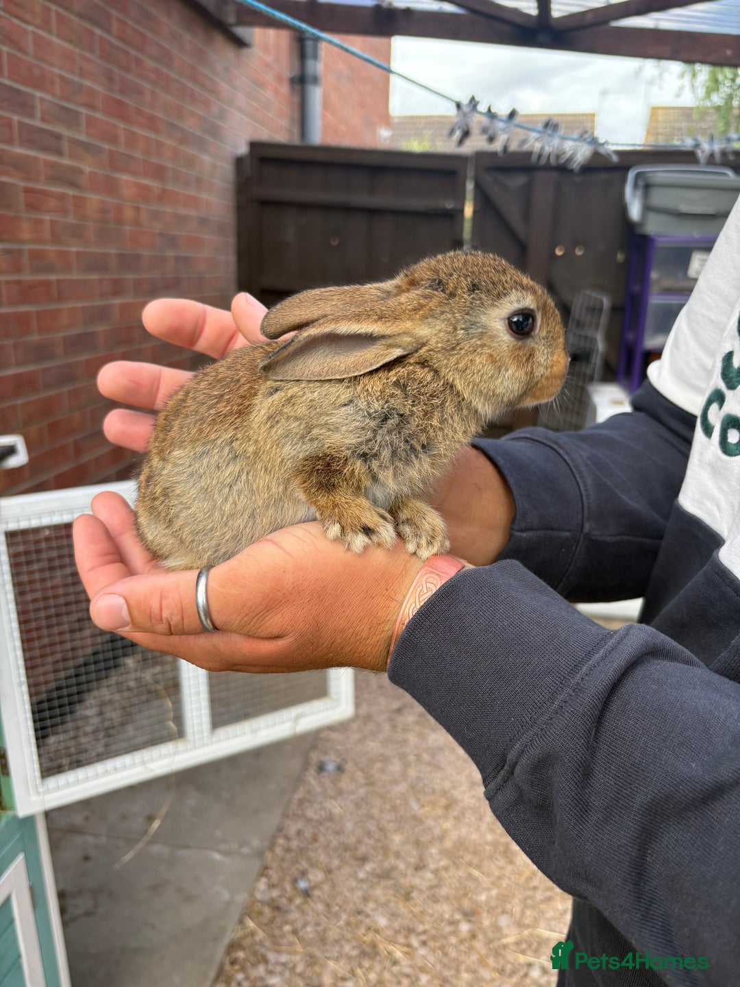 Rex rabbits for sale: Rex cross Mini Lop  - Image 7