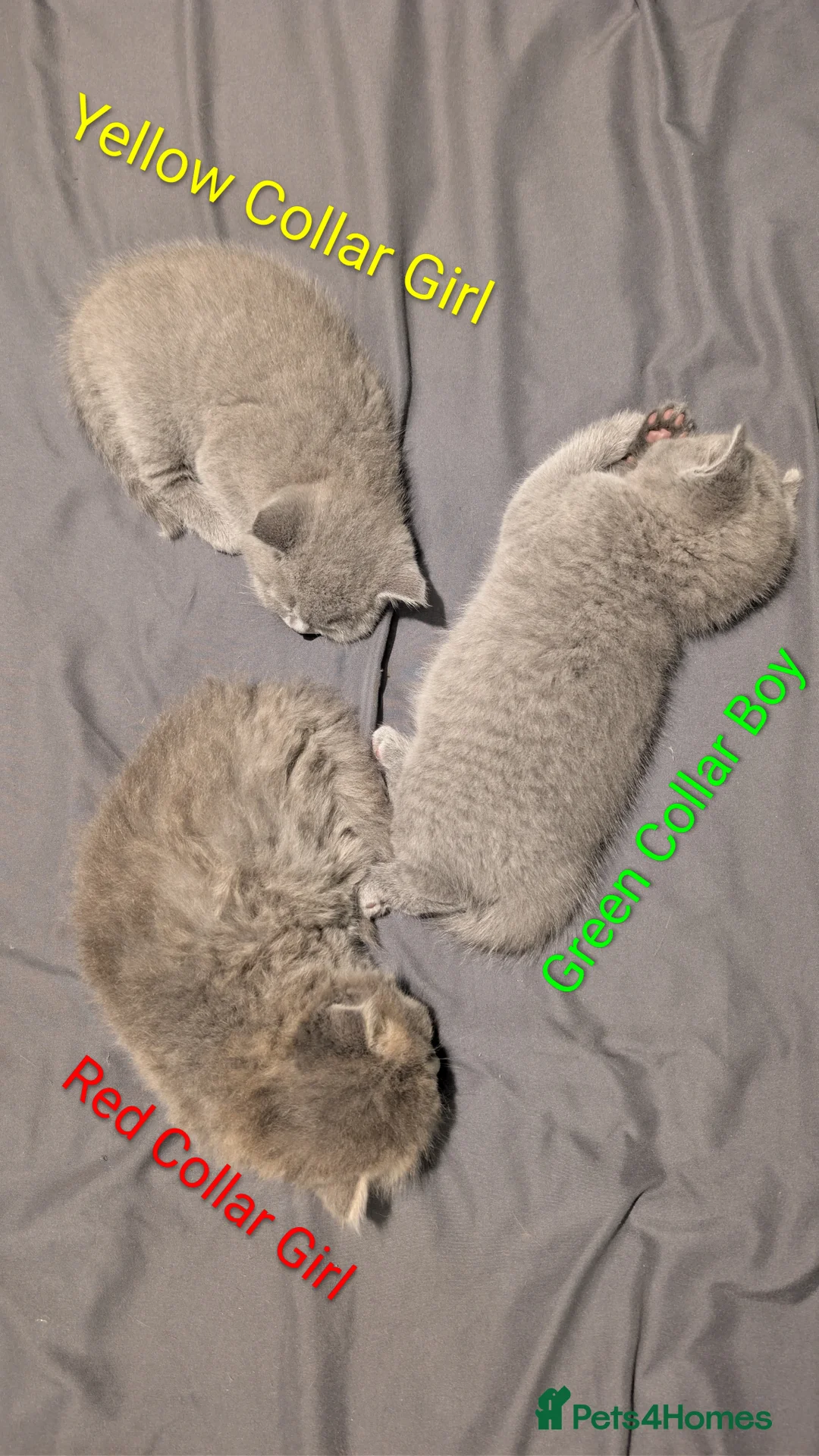 British Shorthair cats for sale: 🐾 Stunning Blue British Longhair & Shorthair  - Advert 5