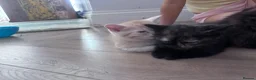Persian cats for sale: The most adorable cross Persian kittens.  - Advert 9
