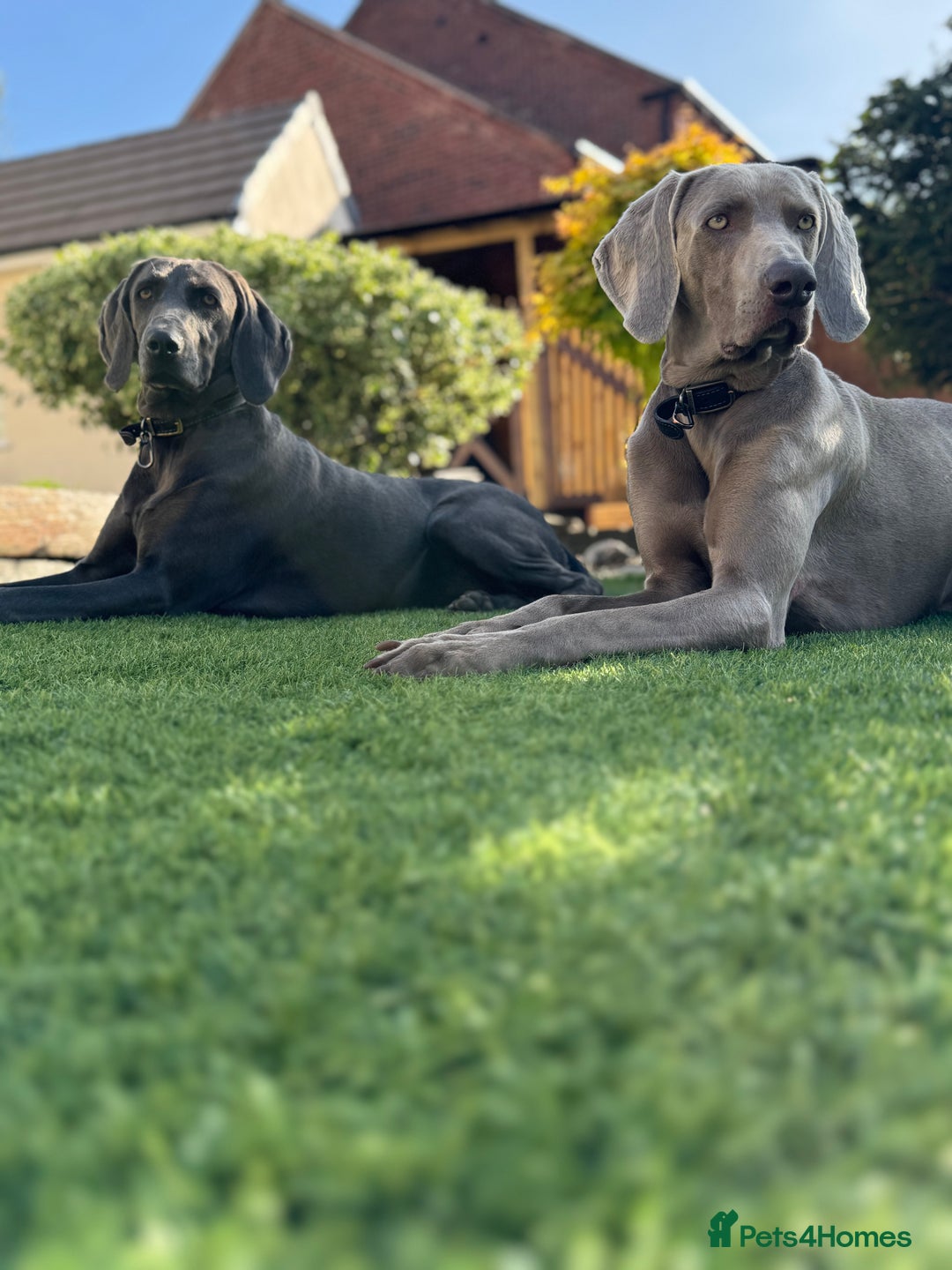 Weimaraner dogs for sale: 🐶🐾Adorable KC Registered Weimaraner Puppies🐶🐾 - Advert 2
