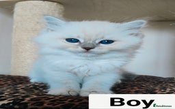 Ragdoll cats for sale: GCCF REGISTERED EUROPEAN LINE RAGDOLL KITTENS  - Image 29