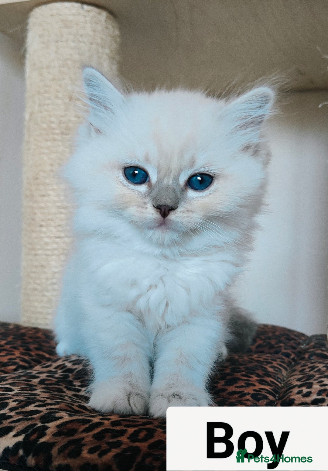 Ragdoll cats for sale: GCCF REGISTERED EUROPEAN LINE RAGDOLL KITTENS  - Image 29