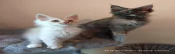 Maine Coon cats for sale: TICA Reg Maine Coon Kittens. Cream. Red. Tortie  - Advert 4
