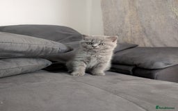 British Longhair cats for sale: British shorthair - Image 3