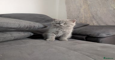 British Longhair cats - Advert 4