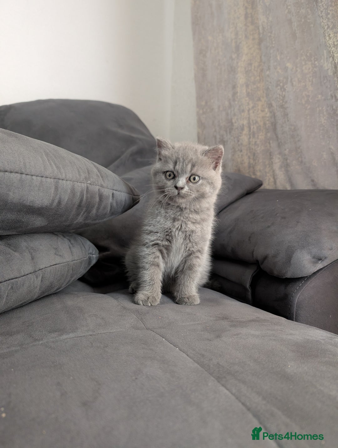 British Longhair cats for sale: British shorthair - Image 3
