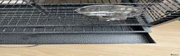 Parakeets birds for sale: Brand new bird cage  - Advert 2