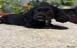 Cocker Spaniel dogs for sale: Four beautiful *working* cocker spaniel puppies - Advert 24