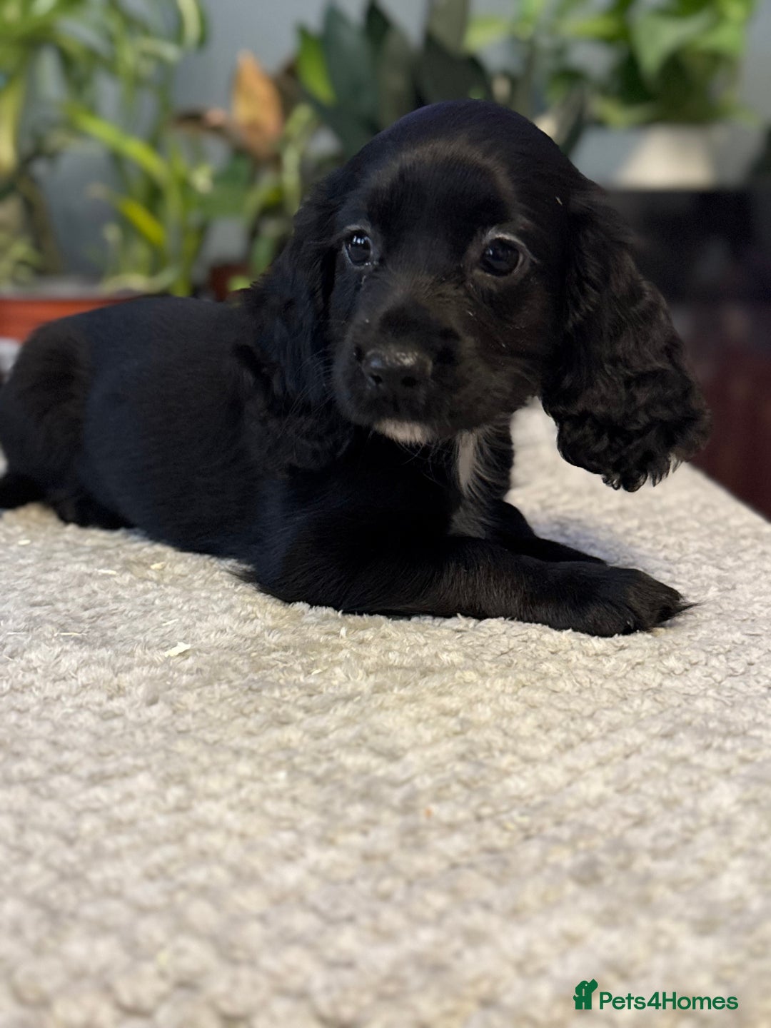 Cocker Spaniel dogs for sale: Four beautiful *working* cocker spaniel puppies - Advert 24