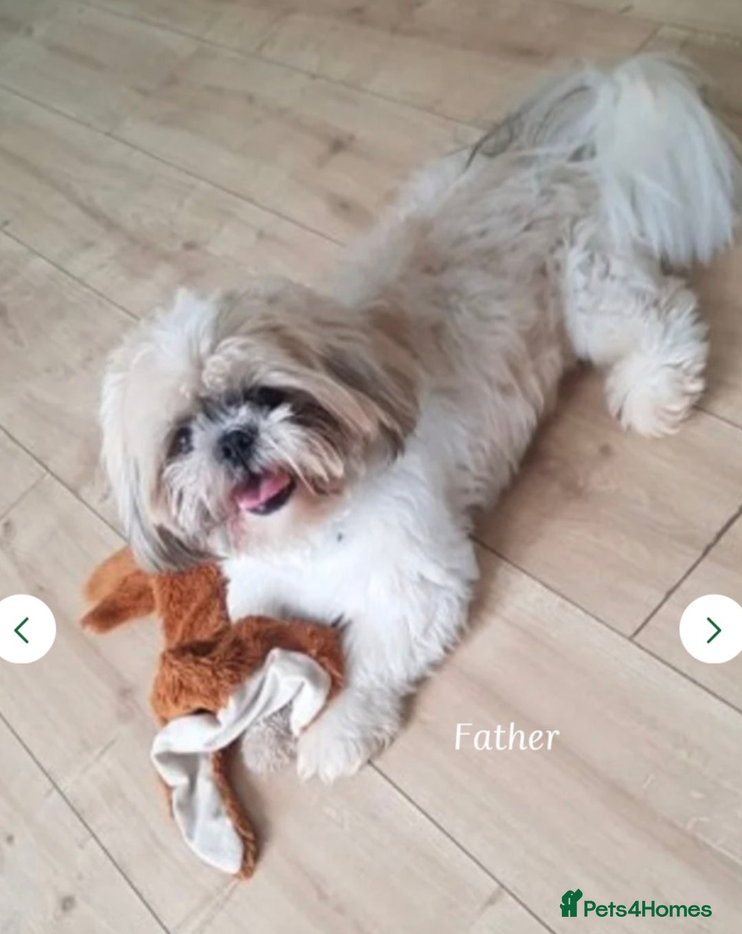 Shih Tzu dogs for sale: Beautiful shih tzu puppies  - Advert 8