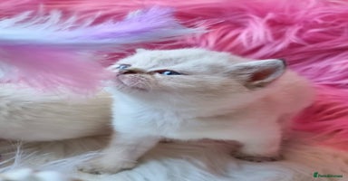 British Shorthair cats GOLDEN TABBY, WHITE COLOURPOINT BRITISH SHORTHAIR  - Advert 5