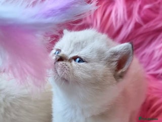 British Shorthair cats GOLDEN TABBY, WHITE COLOURPOINT BRITISH SHORTHAIR - Advert 6