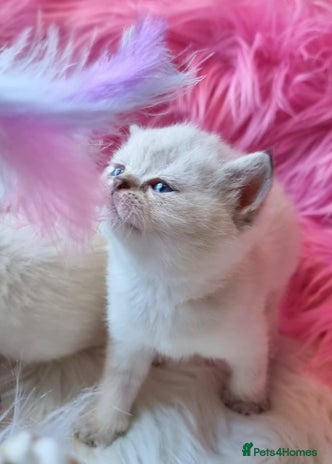 British Shorthair cats GOLDEN TABBY, WHITE COLOURPOINT BRITISH SHORTHAIR - Advert 1