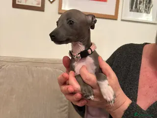 Italian Greyhound dogs Little Italian greyhounds READY FOR MOTHER'S DAY - Advert 4
