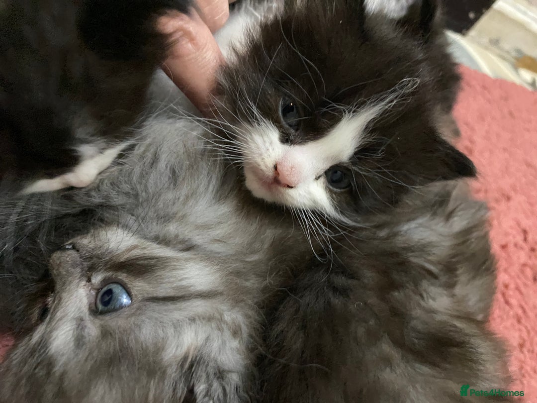 Ragdoll cats for sale: 6 beautiful ragdoll x maincoon kittens  - Advert 7