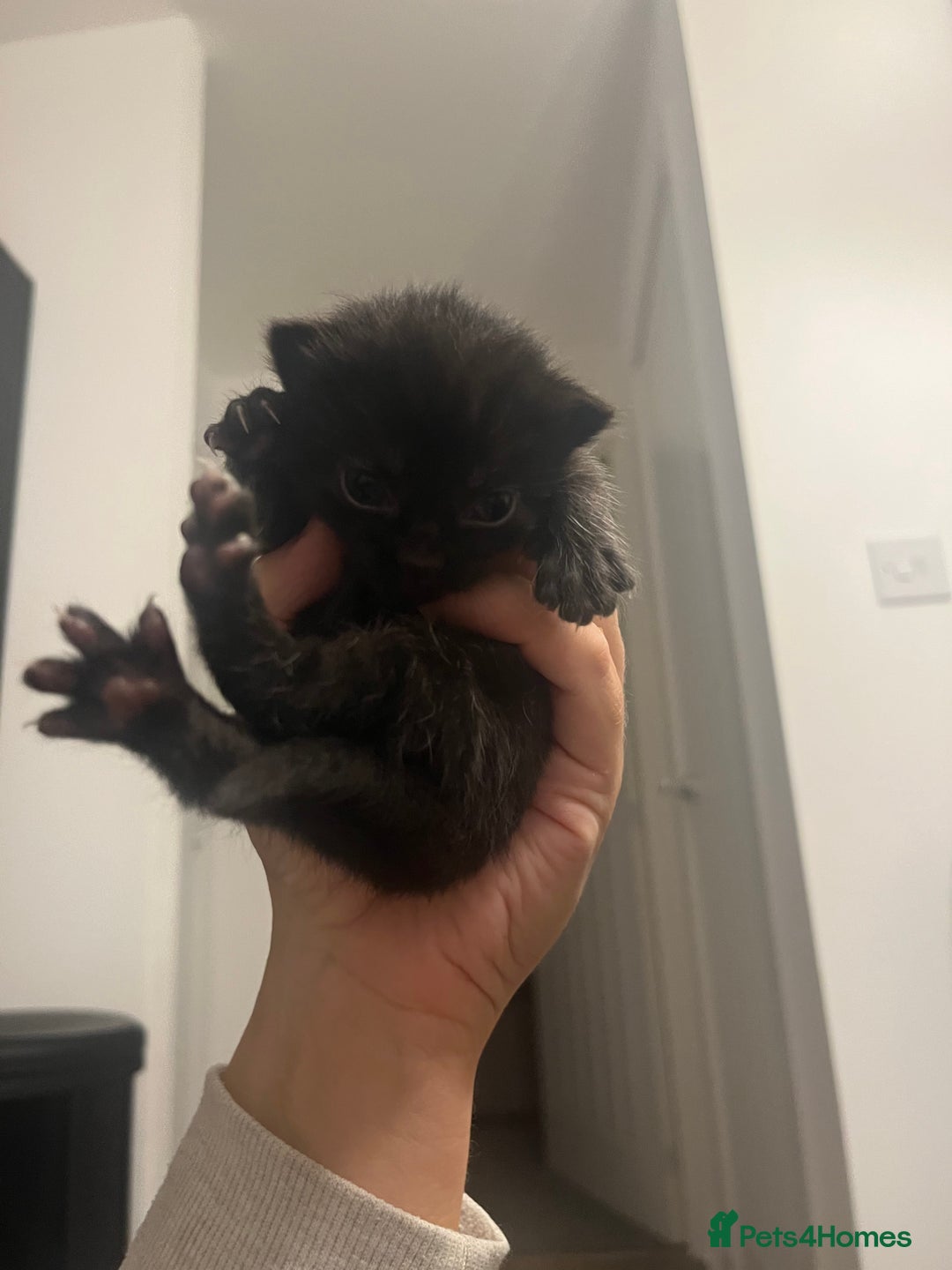 Persian cats for sale: Half Persian Kittens  - Image 7