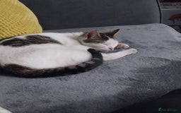 Mixed Breed cats for sale: Tabby mixed female cat - Advert 3