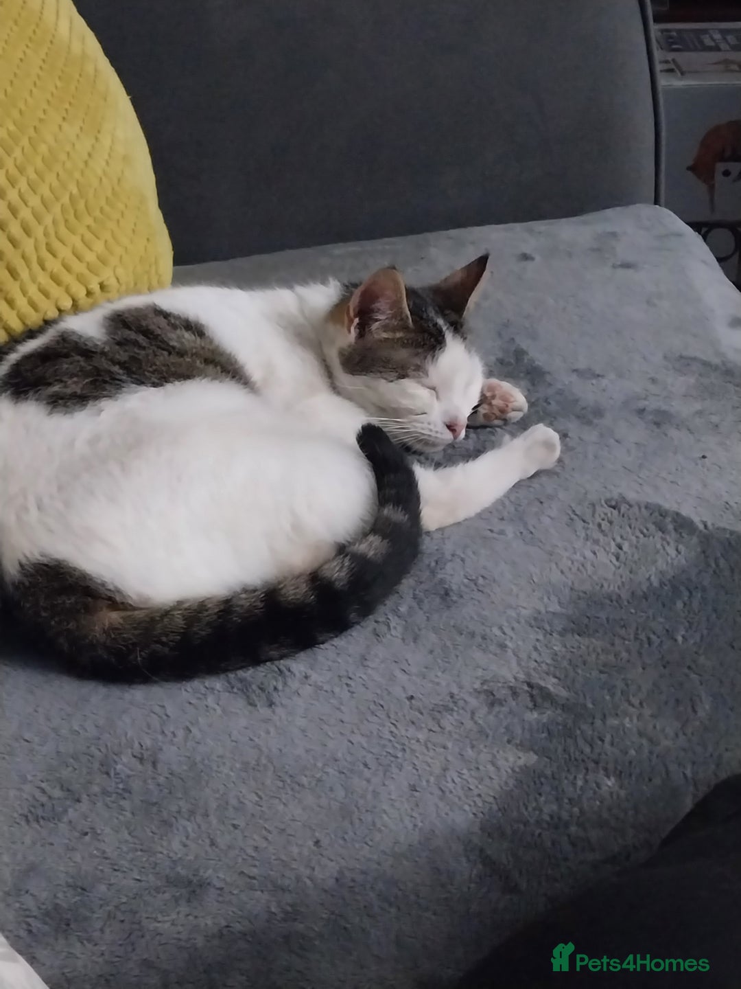 Mixed Breed cats for sale: Tabby mixed female cat - Advert 3