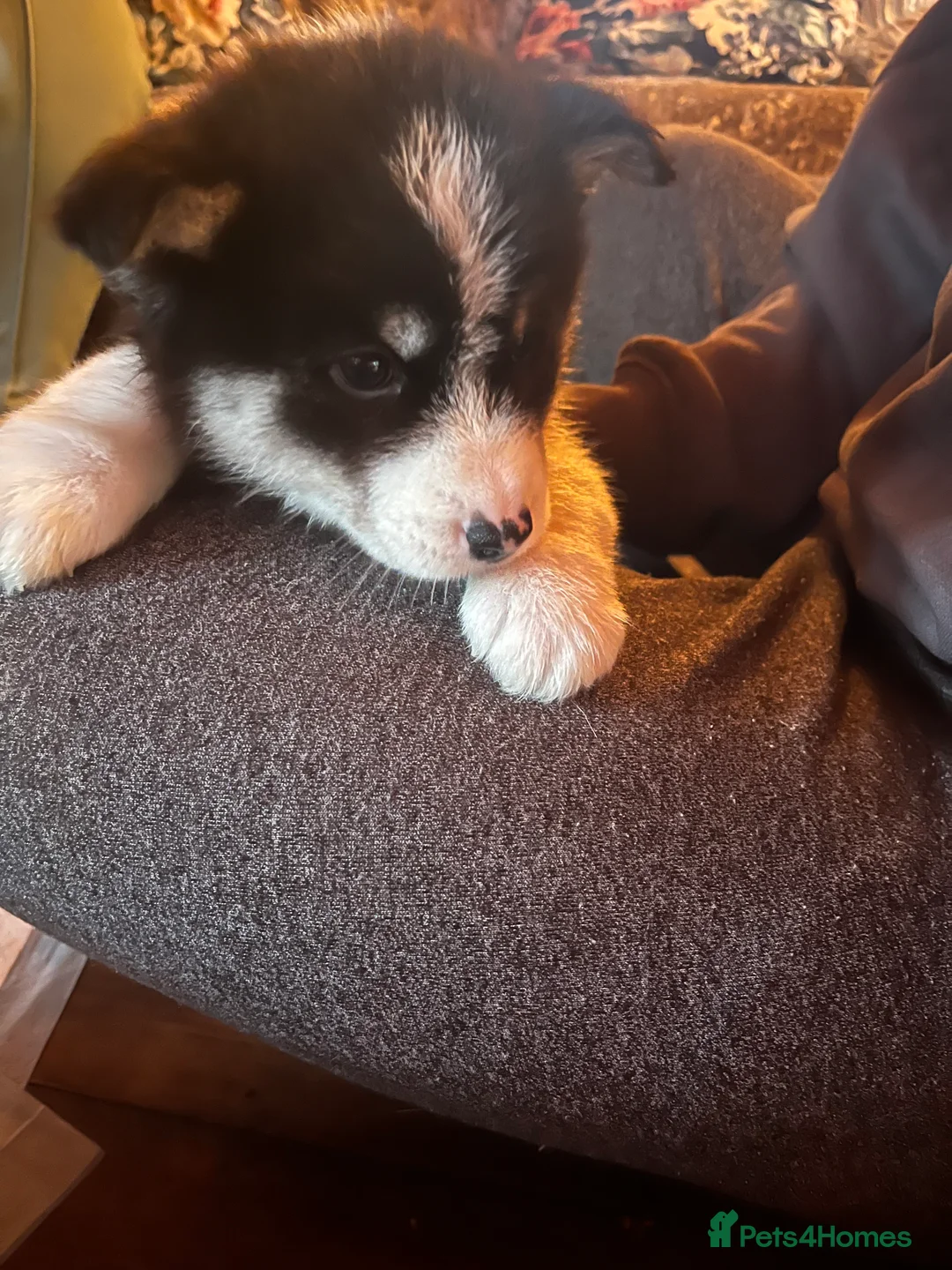 Mixed Breed dogs for sale: Samsky   - Advert 6