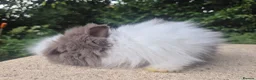 Angora rabbits for sale: ❤️STUNNING IMPORTED PARENTS- TEDDYDWERG BABIES❤️ - Advert 36