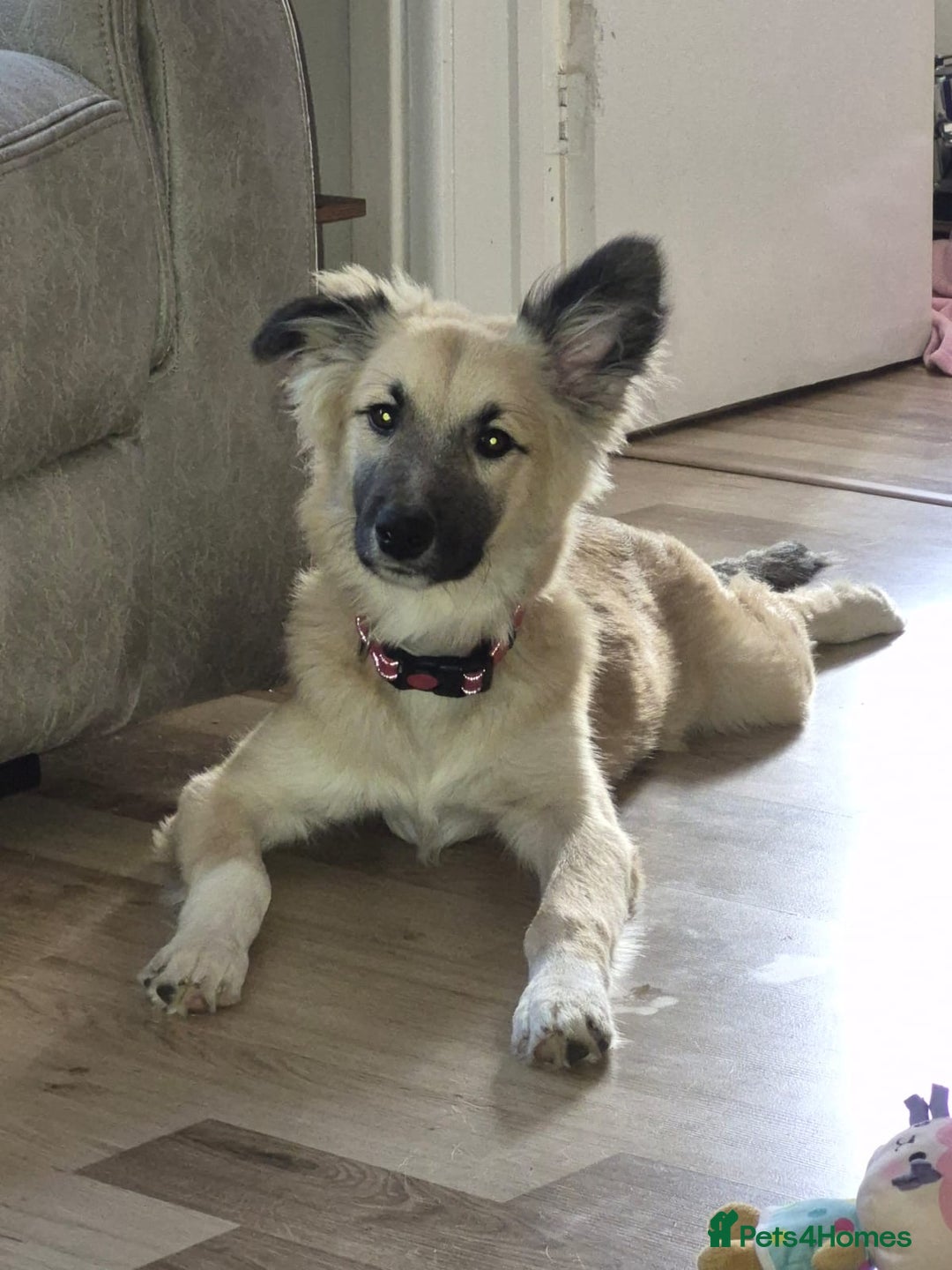 Mixed Breed dogs for sale: Ronnie Male (husky cross) - Image 2