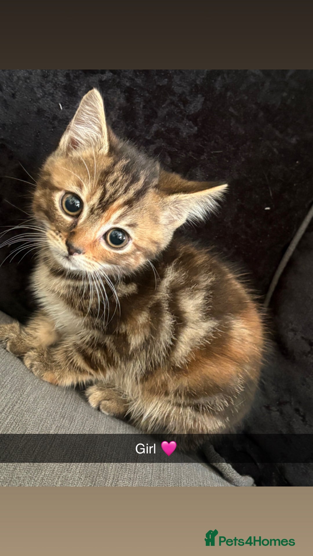 Domestic Shorthair cats for sale: Kittens for sale  - Image 5
