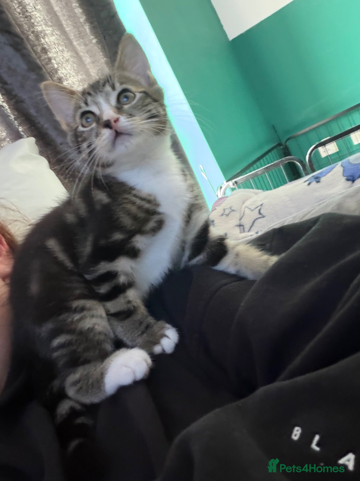 Mixed Breed cats PRICE REDUCED kitten  - Advert 11