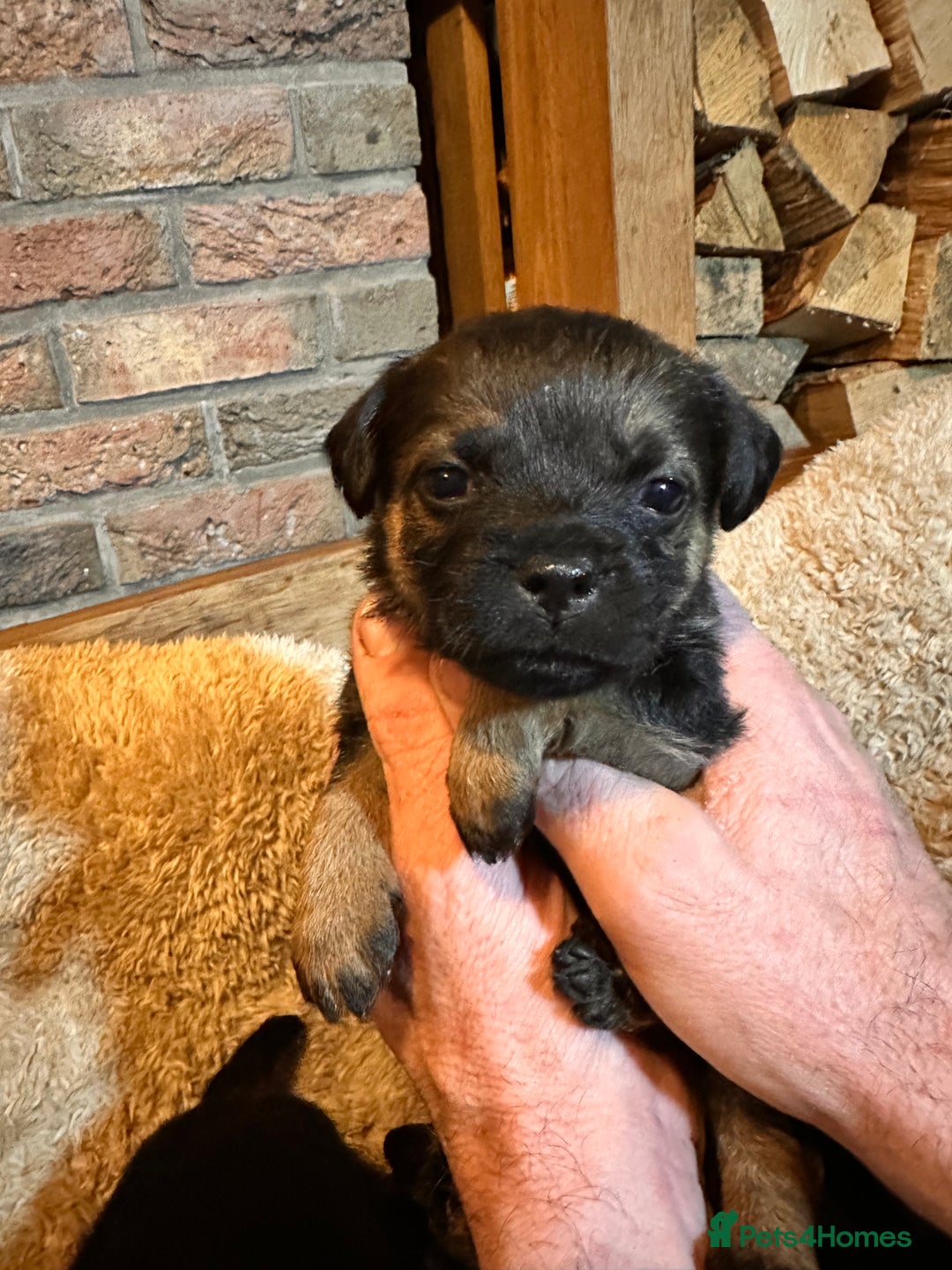Border Terrier dogs for sale: KC Border Terrier Puppy’s  - Advert 6