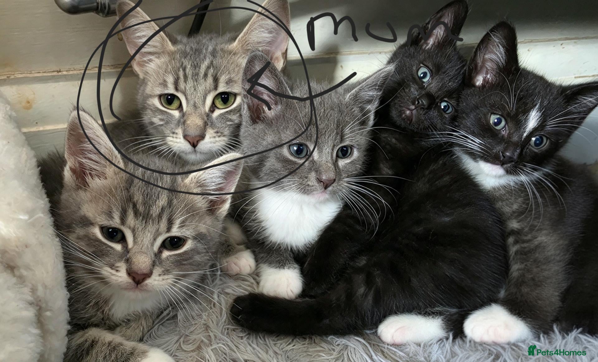 British Shorthair cats 5 kittens, ready next weds - Advert 4