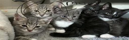 British Shorthair cats for sale: 5 kittens, ready next weds - Advert 1