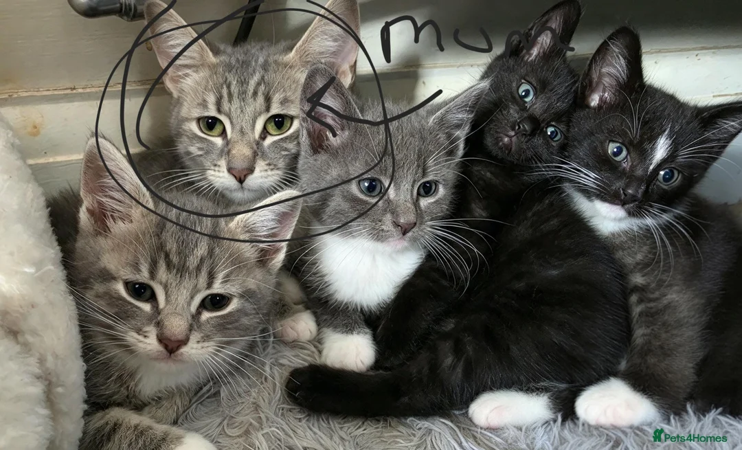 British Shorthair cats for sale: 5 kittens, ready next weds - Advert 1
