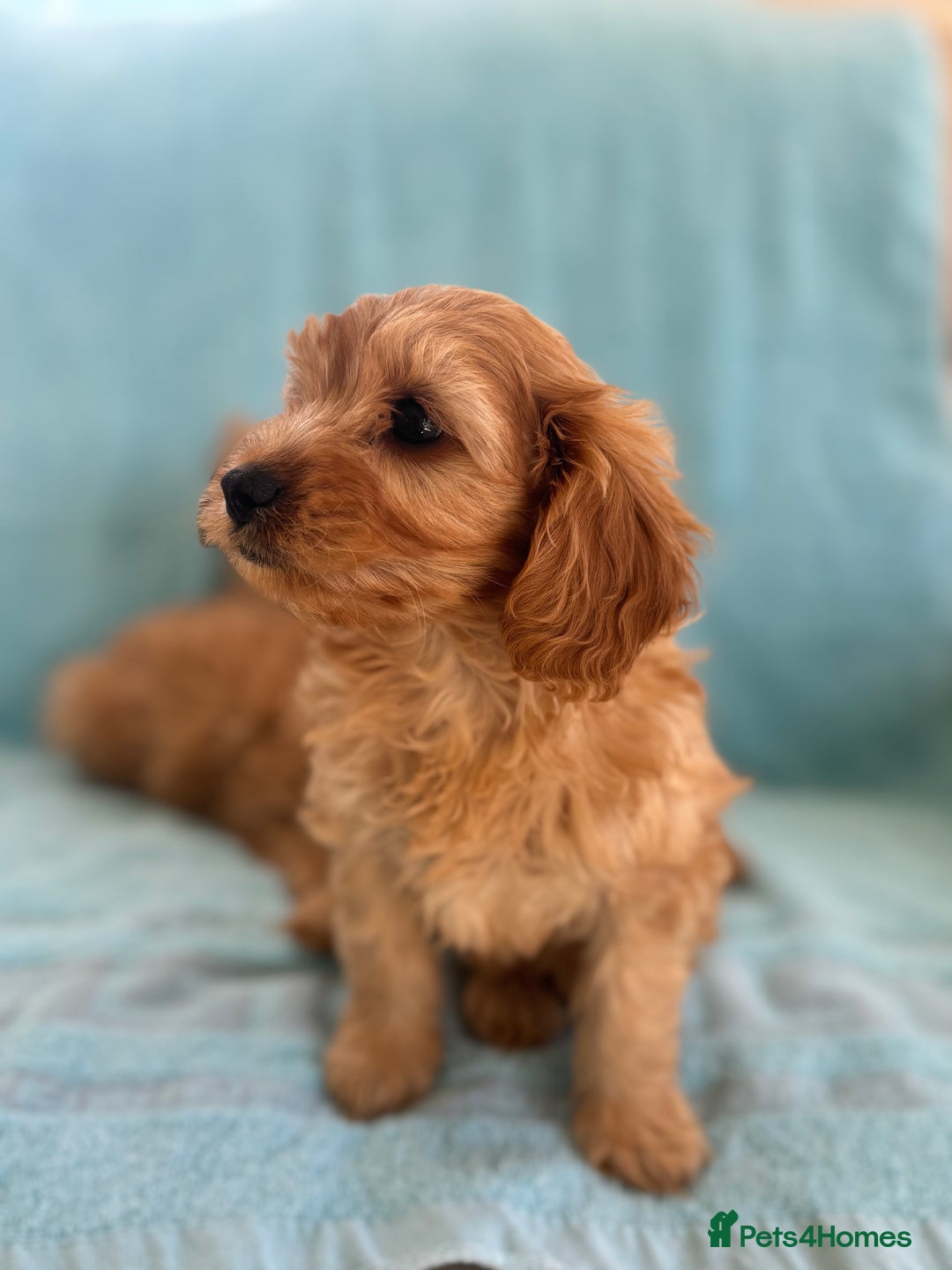 Cavapoo dogs for sale: Beautiful cavapoo puppies  - Image 9