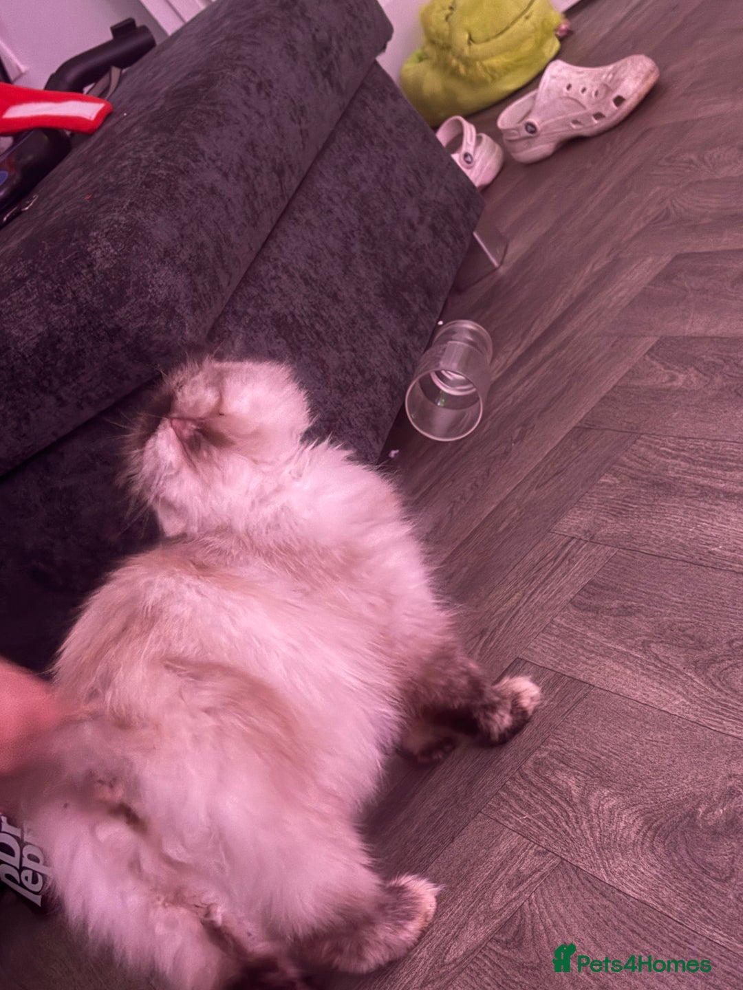 Mixed Breed cats for sale: Himalayan x Mainecoon  - Advert 18