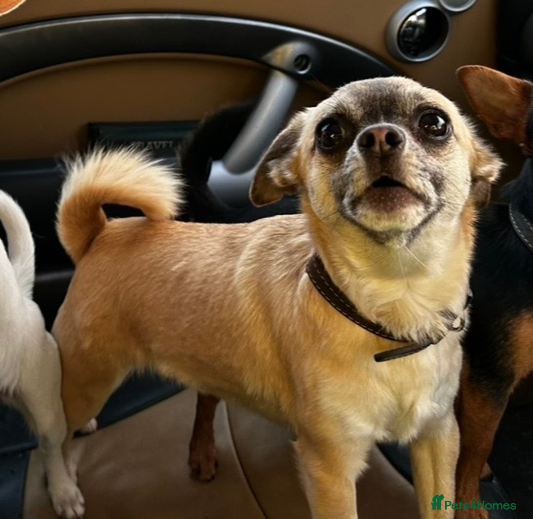 Mixed Breed dogs for sale: 3 dogs available due to death of partner  - Advert 2